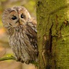 Pustik obecny - Strix aluco - Tawny Owl WS 0125